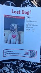 Lost Male Dog last seen Coper chapel rd near chapel, Louisville, KY 40229