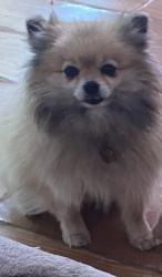 Lost Female Dog last seen S 1St st Louisville ky 40213, Louisville, KY 40214
