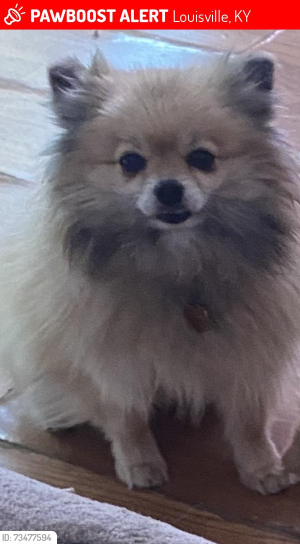 Lost Female Dog last seen S 1St st Louisville ky 40213, Louisville, KY 40214