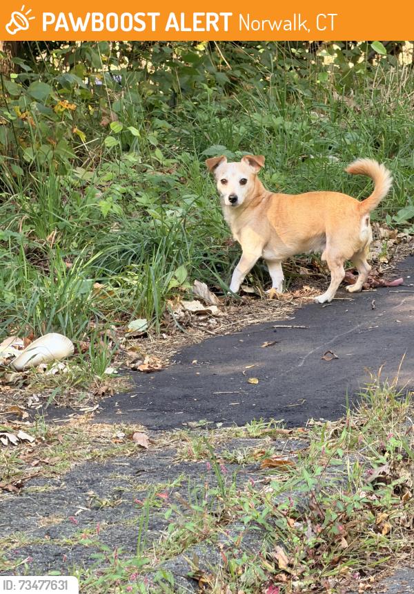 Found/Stray Unknown Dog last seen Regency drive, Norwalk, CT 06851
