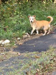 Found/Stray Unknown Dog last seen Regency drive, Norwalk, CT 06851