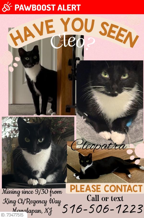 Lost Female Cat last seen Regency Way, Manalapan Township, NJ 07726