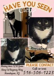 Lost Female Cat last seen Regency Way, Manalapan Township, NJ 07726
