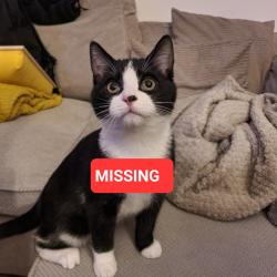 Lost Male Cat last seen Hobby Horse, Syston, England LE7 1YL