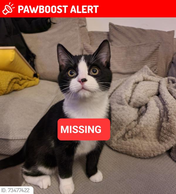 Lost Male Cat last seen Hobby Horse, Syston, England LE7 1YL