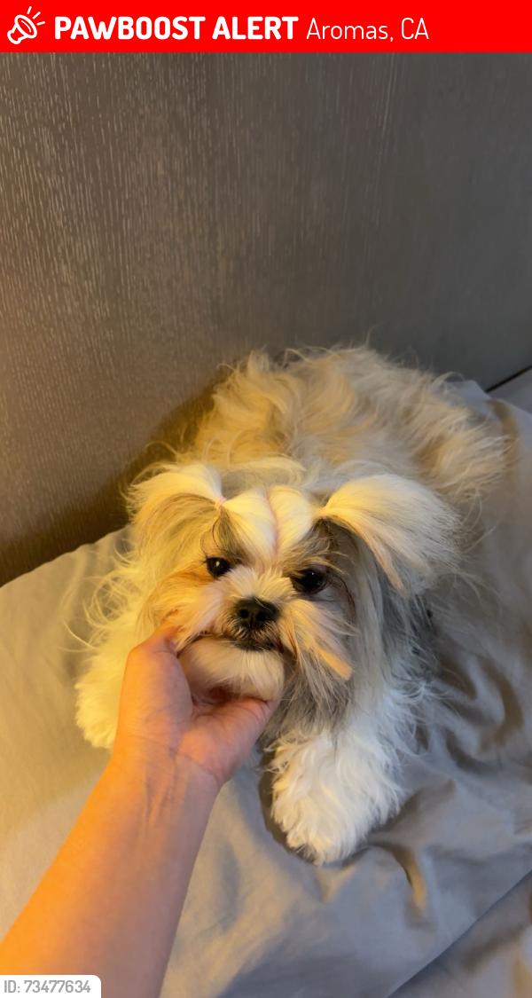 Lost Female Dog last seen ……. … …., Aromas, CA 95004
