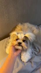 Lost Female Dog last seen ……. … …., Aromas, CA 95004