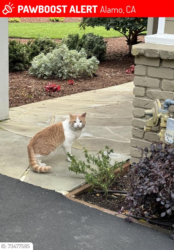 Lost Male Cat last seen Holiday Ave, Alamo, CA 94507