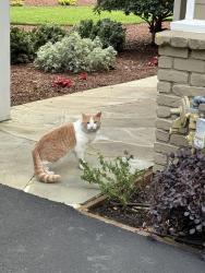 Lost Male Cat last seen Holiday Ave, Alamo, CA 94507