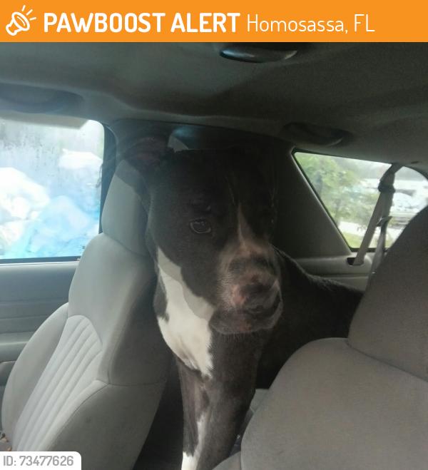 Found/Stray Male Dog last seen Arundel ter, Homosassa, FL 34448