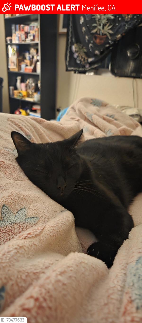 Lost Male Cat last seen Menifee Lakes, Menifee, CA 92584