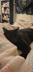 Lost Male Cat last seen Menifee Lakes, Menifee, CA 92584