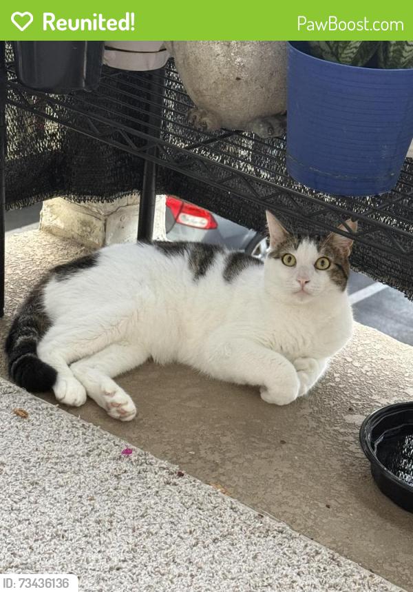 Reunited Male Cat last seen Bush st at eagles crossing, Oceanside, CA 92058