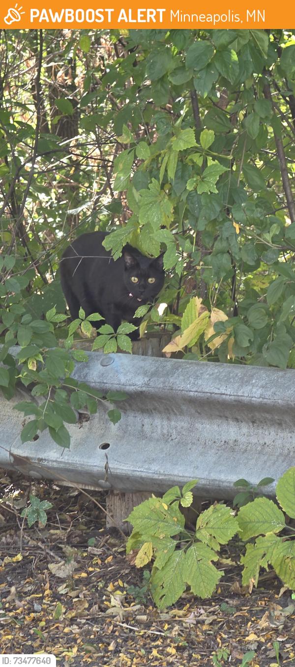 Found/Stray Female Cat last seen 52nd Ave N and Penn Ave N, in the wooded area along the creek, Minneapolis, MN 55430