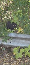 Found/Stray Female Cat last seen 52nd Ave N and Penn Ave N, in the wooded area along the creek, Minneapolis, MN 55430