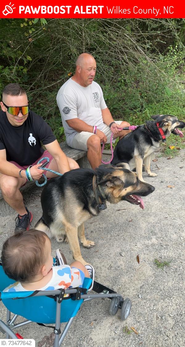 Lost Male Dog last seen Oakley Ridge Rd | SIBLINGS 1 MALE 1 FEMALE, Wilkes County, NC 28669
