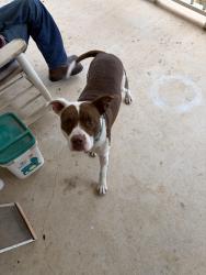 Reunited Male Dog last seen Salt Creek Road neighborhood, Springtown, TX 76082