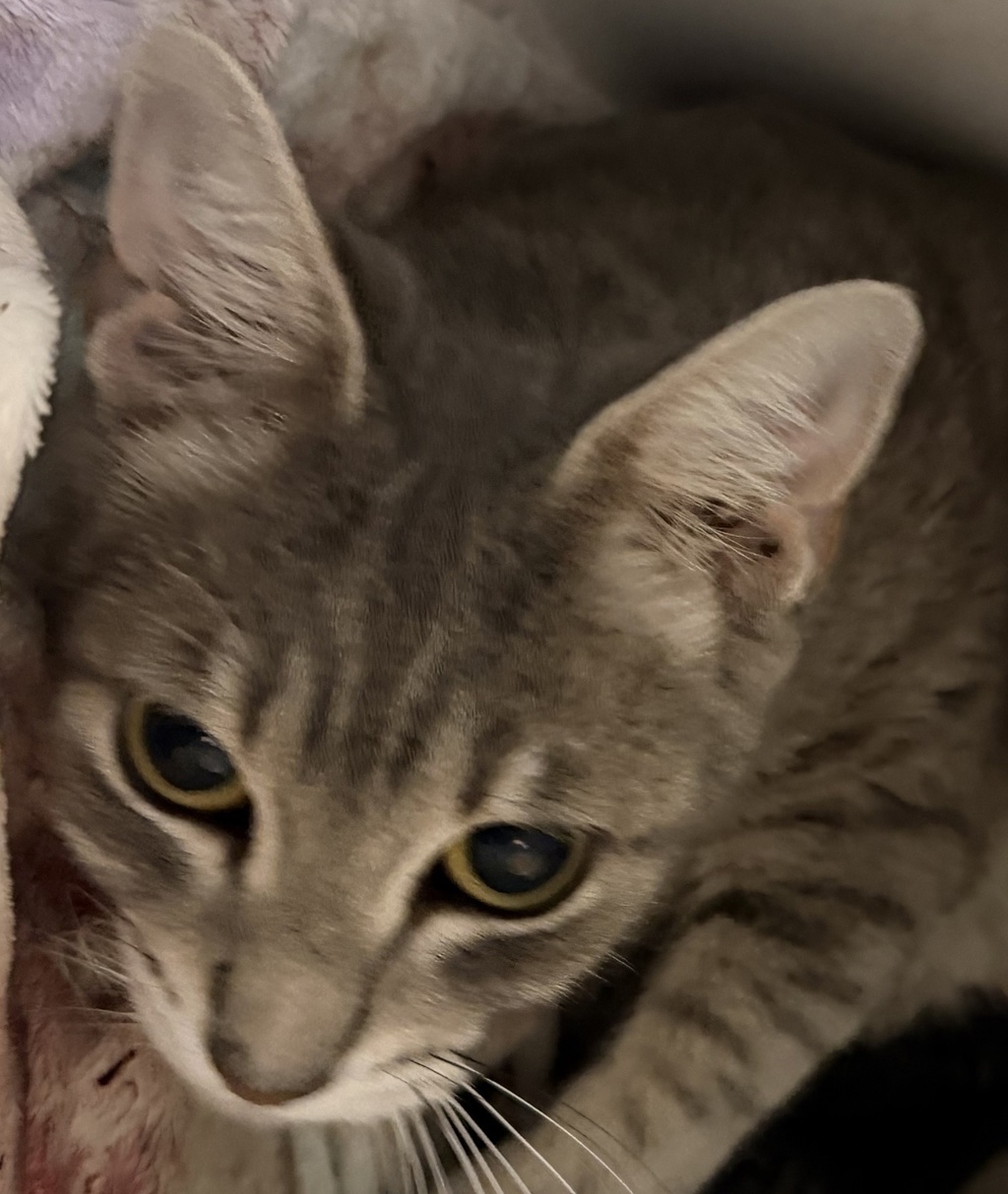 Shelter Stray Female Cat last seen Near Lansing Circle, Escondido, CA, 92025, Escondido, CA 92027, USA