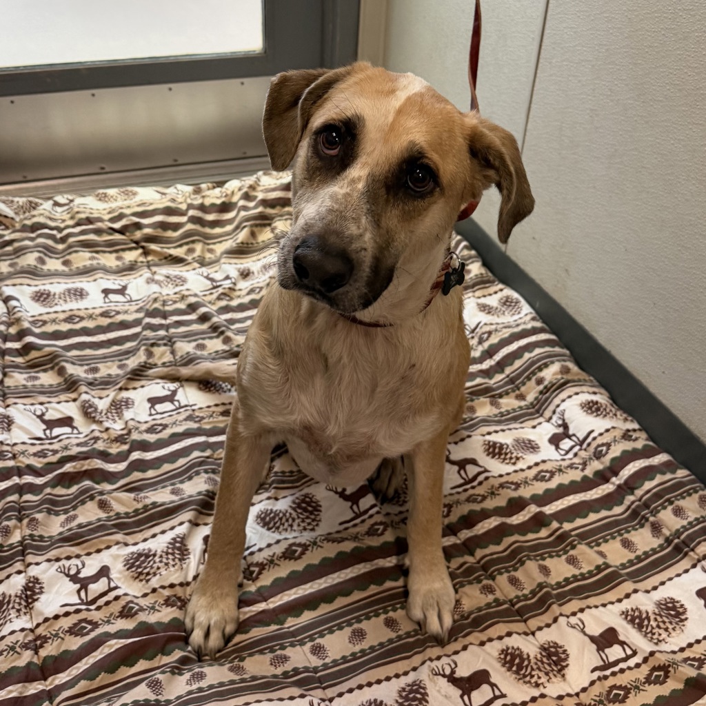Shelter Stray Female Dog last seen Near W Point Loma Boulevard, San Diego, CA, 92107, 5500 Gaines St, San Diego, CA 92110, USA