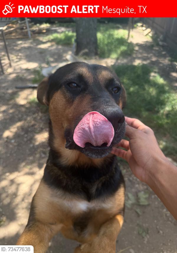 Lost Male Dog last seen Big town east, Mesquite, TX 75182