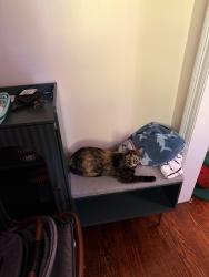 Lost Female Cat last seen napoleon, Baton Rouge, LA 70802