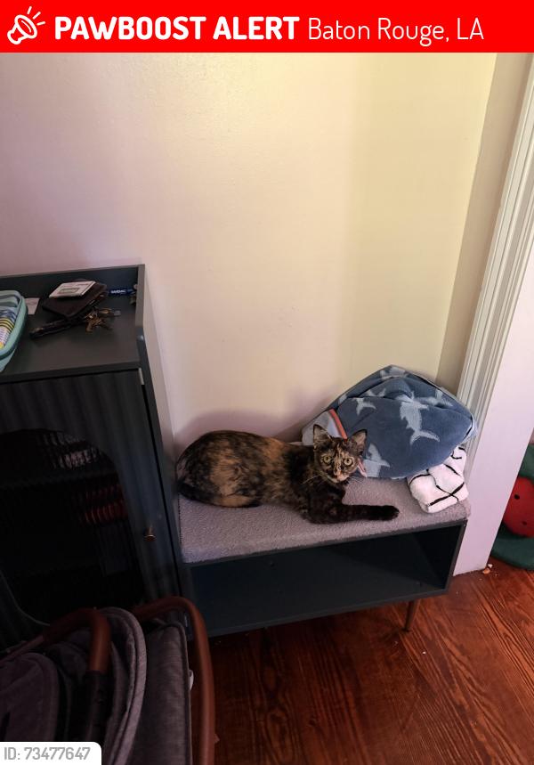 Lost Female Cat last seen napoleon, Baton Rouge, LA 70802