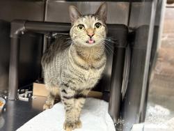 Shelter Stray Male Cat last seen Near E 110 Street, NEW YORK, NY, 10029, 326 E 110th St, New York, NY 10029, USA