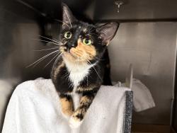 Shelter Stray Female Cat last seen Near E 159 Street, BRONX, NY, 10451, 326 E 110th St, New York, NY 10029, USA
