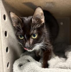 Shelter Stray Female Cat last seen Cruger Avenue, BRONX, NY, 10462, 326 E 110th St, New York, NY 10029, USA