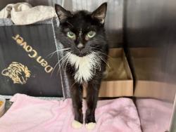 Shelter Stray Unknown Cat last seen E 183rd Street, BRONX, NY, 10468, 326 E 110th St, New York, NY 10029, USA