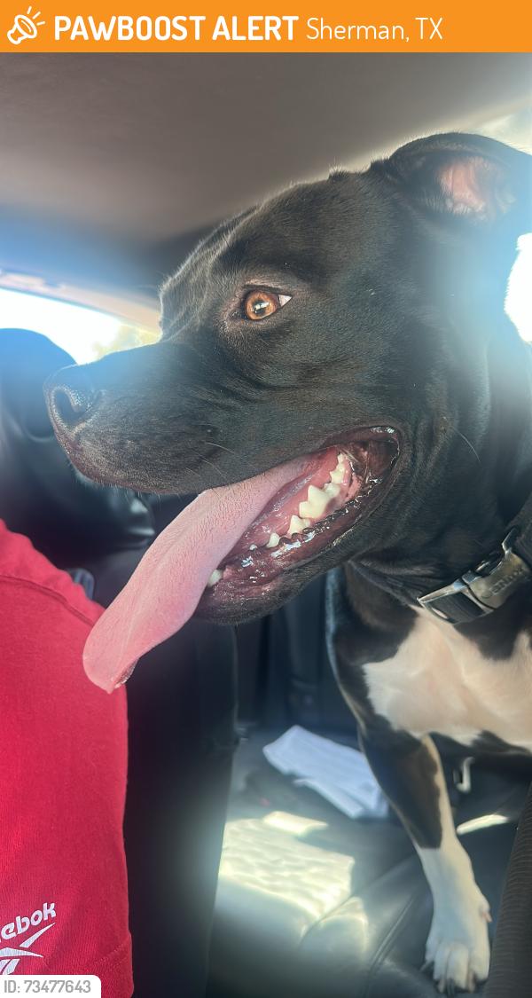 Found/Stray Male Dog last seen Kiotee Club, Sherman, TX 75090