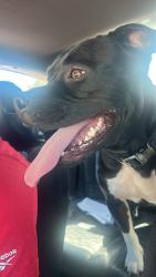 Found/Stray Male Dog last seen Kiotee Club, Sherman, TX 75090