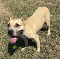 Shelter Stray Male Dog last seen Near Euclid Road, VIRGINIA BEACH, VA, 23462, 341 S Birdneck Rd, Virginia Beach, VA 23451, USA