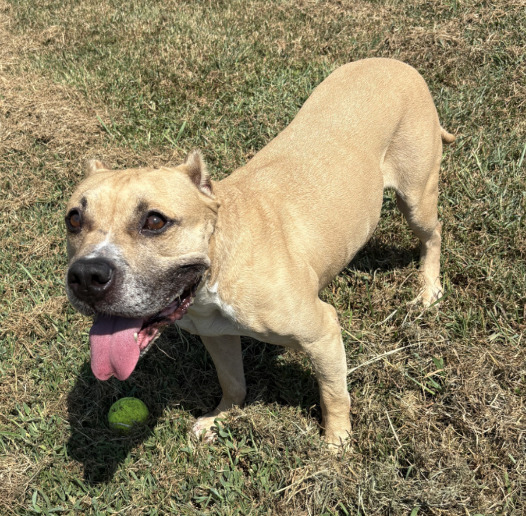 Shelter Stray Male Dog last seen Near Euclid Road, VIRGINIA BEACH, VA, 23462, 341 S Birdneck Rd, Virginia Beach, VA 23451, USA