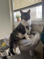 Lost Male Cat last seen Near Giannelli‘s, Greensburg, PA 15601