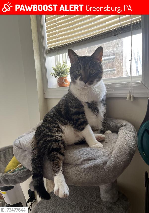 Lost Male Cat last seen Near Giannelli‘s, Greensburg, PA 15601