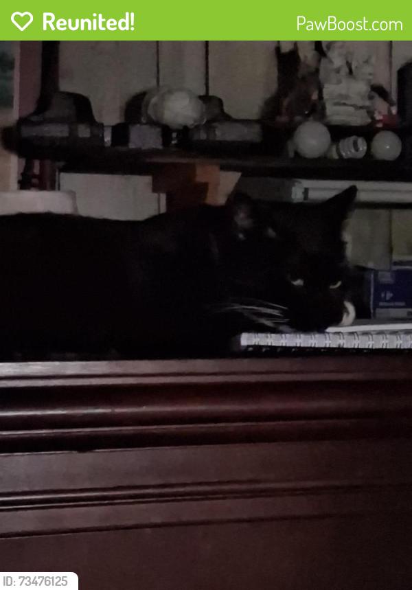 Reunited Male Cat last seen Chenault street, Fort Worth, TX 76111