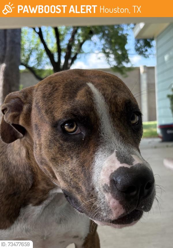 Found/Stray Unknown Dog last seen Pinemont and mangum, Houston, TX 77092