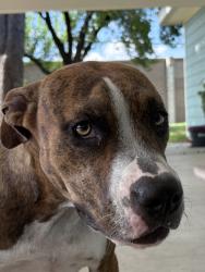 Found/Stray Unknown Dog last seen Pinemont and mangum, Houston, TX 77092