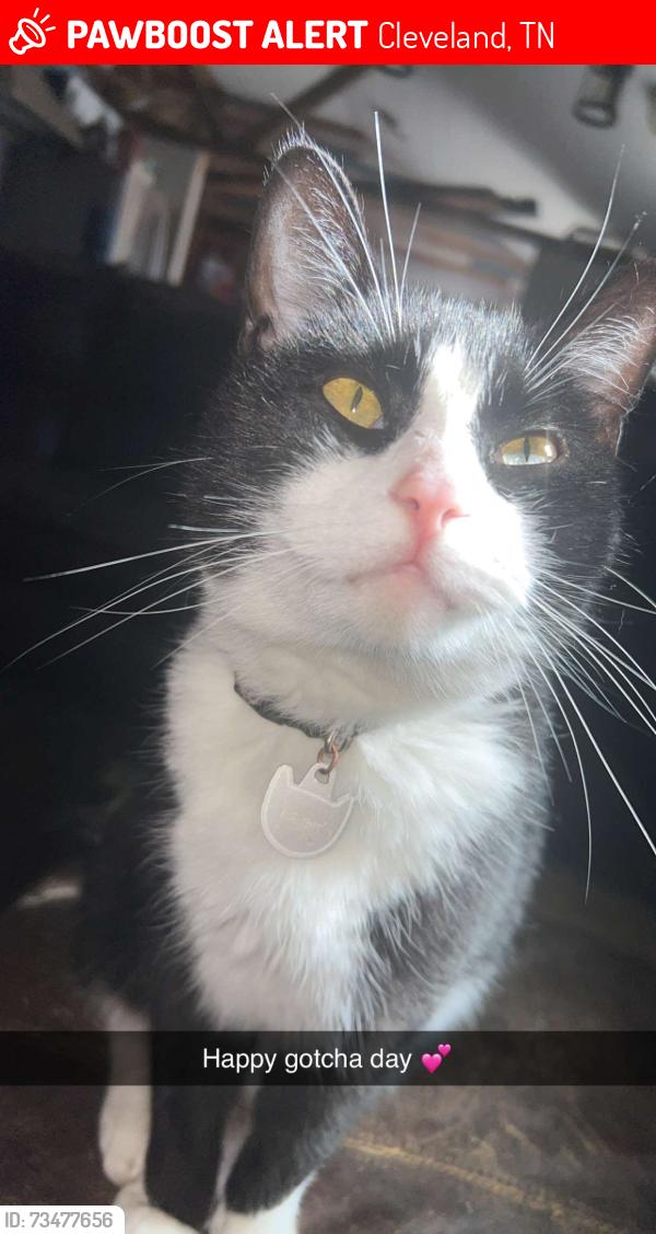 Lost Male Cat last seen Spring Place Takeout, Cleveland, TN 37323