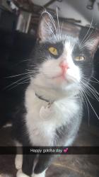 Lost Male Cat last seen Spring Place Takeout, Cleveland, TN 37323