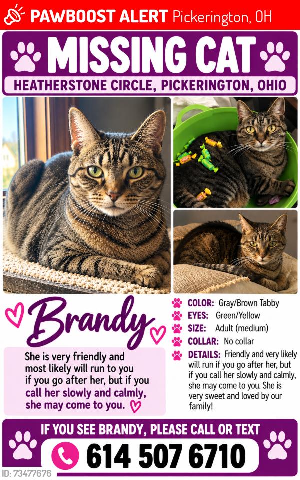 Lost Female Cat last seen Harmon rd, Pickerington, OH 43147