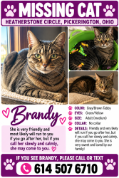 Lost Female Cat last seen Harmon rd, Pickerington, OH 43147