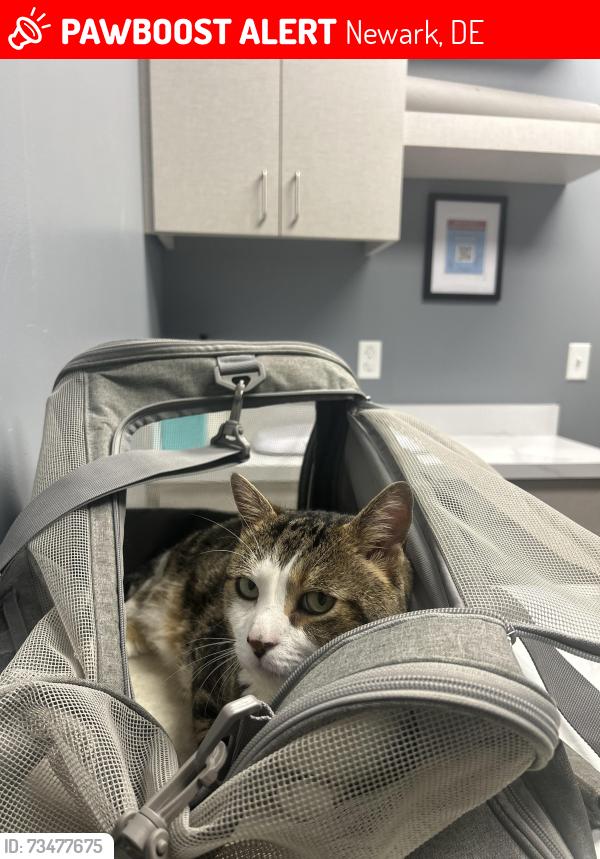 Lost Male Cat last seen Salem village apmts, Newark, DE 19713