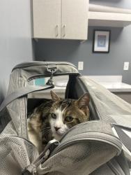 Lost Male Cat last seen Salem village apmts, Newark, DE 19713