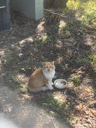 Found/Stray Unknown Cat last seen Ashland Ave and Lovell Ave, Fort Worth, TX 76107
