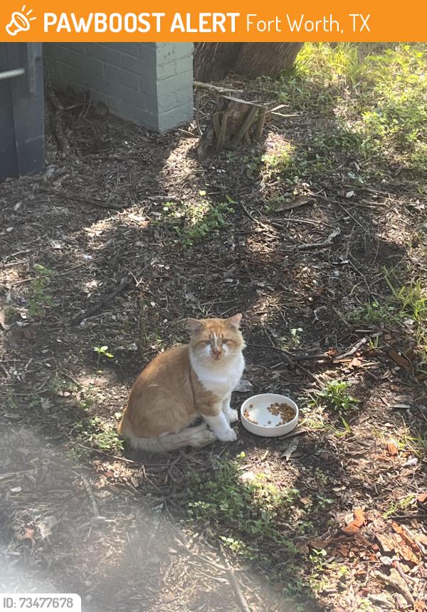 Found/Stray Unknown Cat last seen Ashland Ave and Lovell Ave, Fort Worth, TX 76107