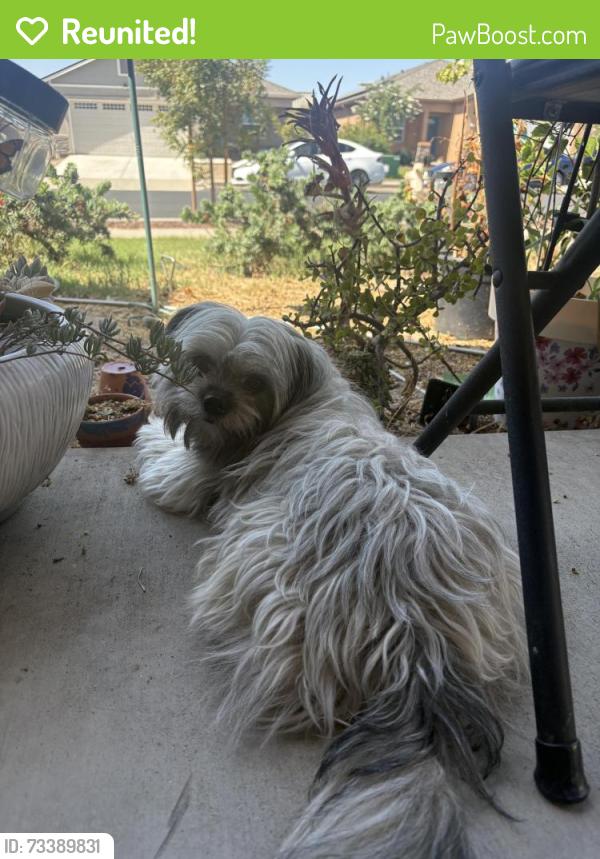 Reunited Male Dog last seen Montana Ave, Turlock Ca, Turlock, CA 95380