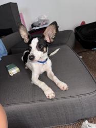 Lost Male Dog last seen Parthelia court, Winston-Salem, NC 27107