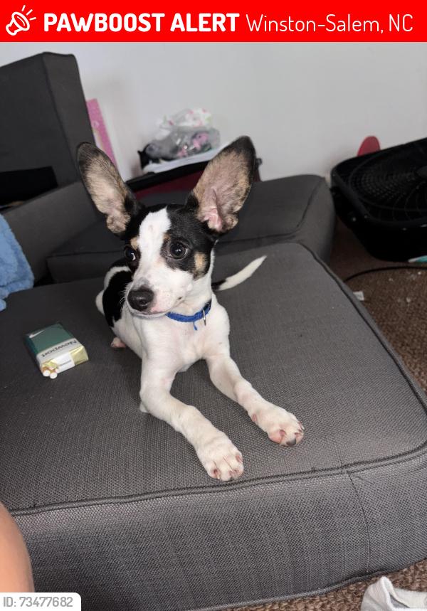Lost Male Dog last seen Parthelia court, Winston-Salem, NC 27107